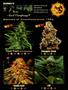 Page: - 7 | High Times