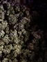 Page: - 73 | High Times