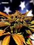 Page: - 74 | High Times