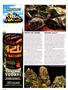 Page: - 78 | High Times