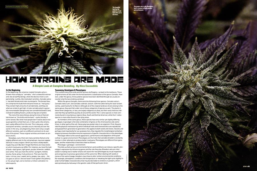 HOW STRAINS ARE MADE