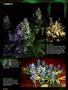 Page: - 100 | High Times