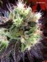 Page: - 129 | High Times