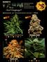 Page: - 49 | High Times