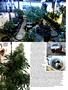 Page: - 62 | High Times