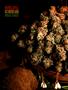 Page: - 72 | High Times