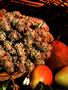 Page: - 73 | High Times