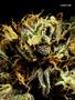 Page: - 129 | High Times