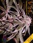Page: - 143 | High Times