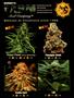 Page: - 37 | High Times
