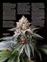 Page: - 44 | High Times
