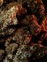 Page: - 73 | High Times