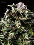 Page: - 74 | High Times