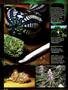 Page: - 98 | High Times
