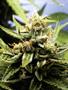 Page: - 121 | High Times