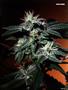 Page: - 51 | High Times