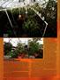 Page: - 52 | High Times