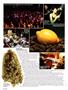 Page: - 64 | High Times