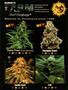 Page: - 65 | High Times