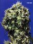 Page: - 67 | High Times