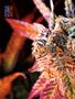 Page: - 68 | High Times