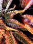 Page: - 69 | High Times