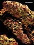 Page: - 70 | High Times
