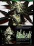 Page: - 96 | High Times