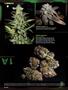 Page: - 98 | High Times