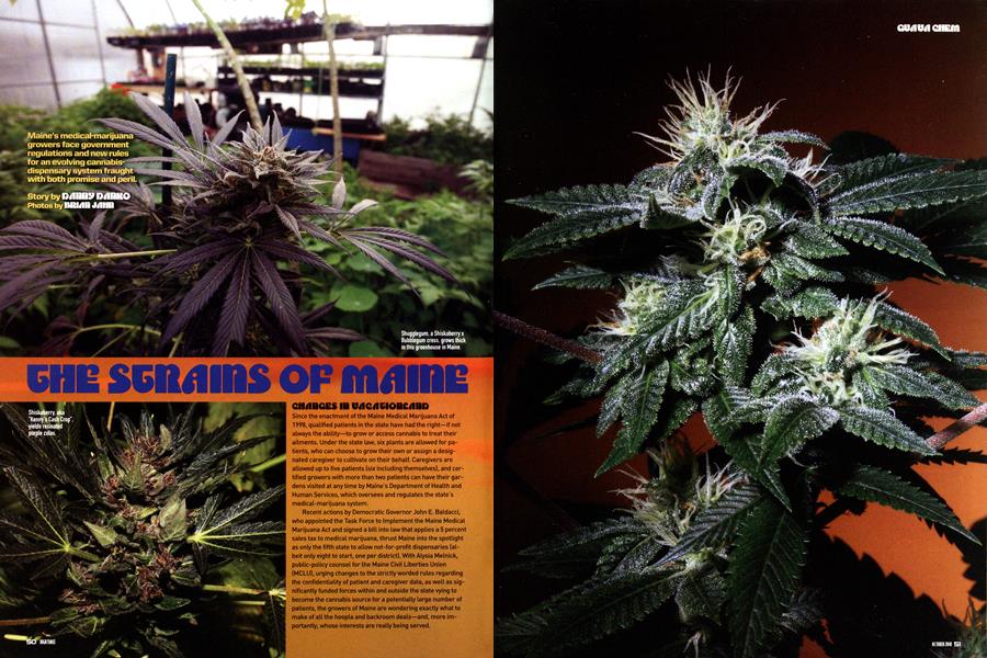 THE STRAINS OF MAINE