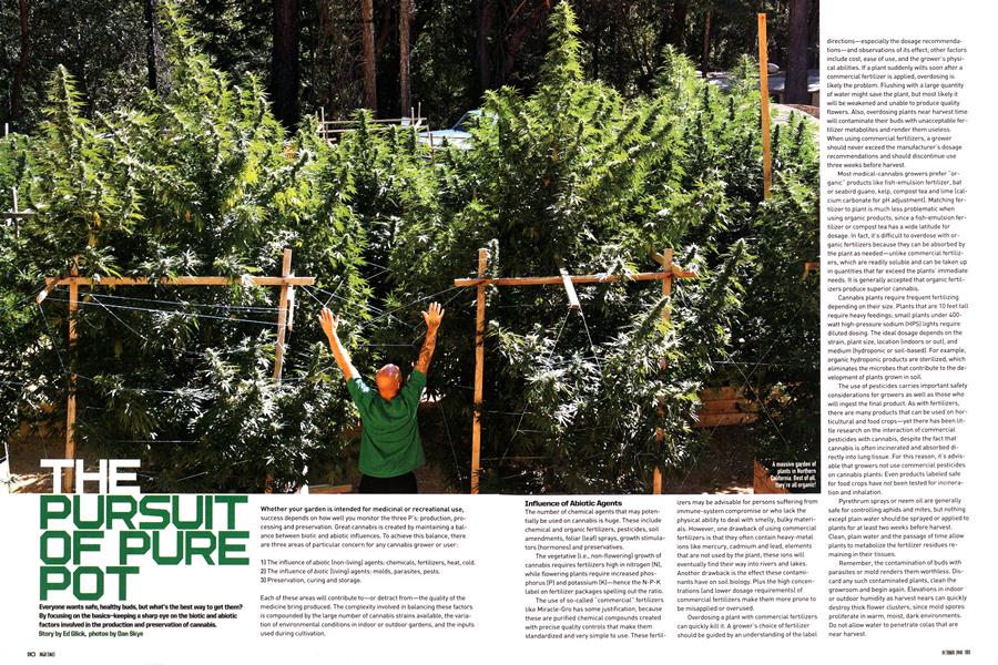 THE PURSUIT OF PURE POT