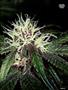 Page: - 121 | High Times