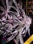 Page: - 135 | High Times