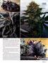 Page: - 43 | High Times