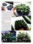 Page: - 44 | High Times