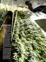 Page: - 53 | High Times