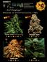 Page: - 57 | High Times