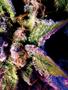 Page: - 69 | High Times