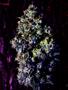 Page: - 70 | High Times
