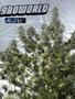 Page: - 93 | High Times