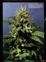 Page: - 95 | High Times