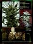 Page: - 98 | High Times