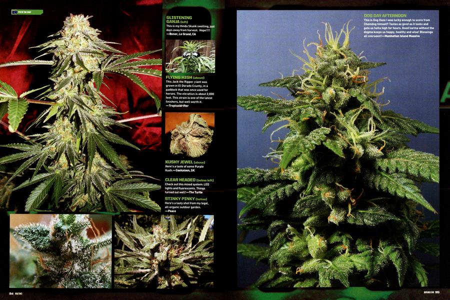 PIX OF THE CROP