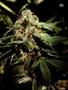 Page: - 121 | High Times