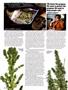 Page: - 36 | High Times