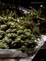 Page: - 43 | High Times