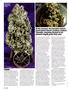 Page: - 50 | High Times