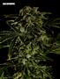Page: - 58 | High Times