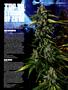 Page: - 59 | High Times