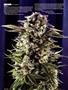 Page: - 60 | High Times